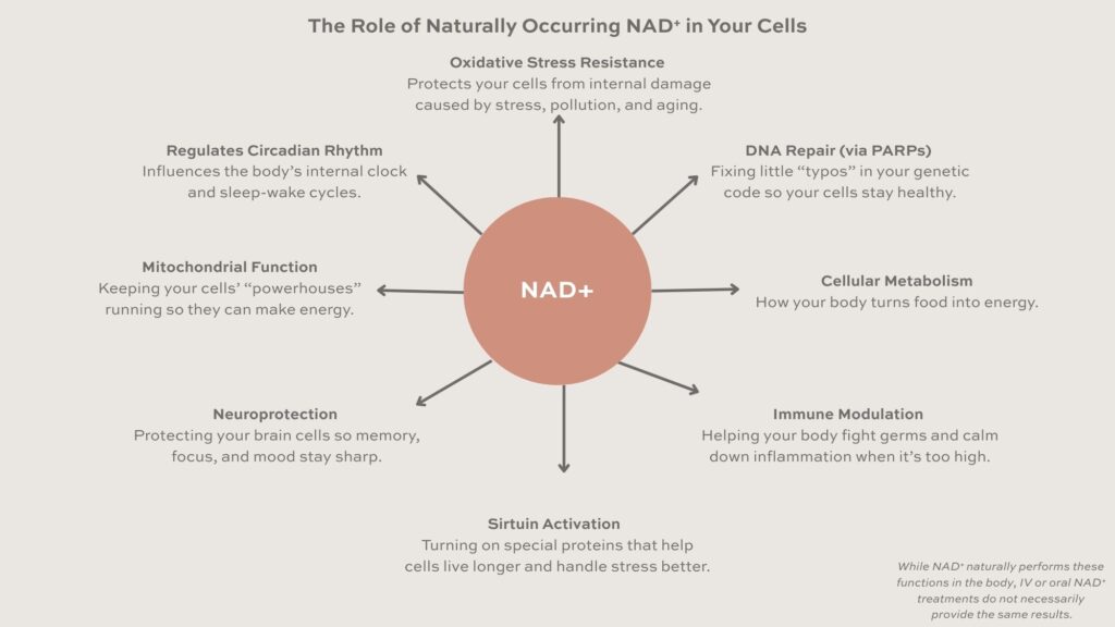 NAD+ functions infographic showing its roles in energy, DNA repair, circadian rhythm, immunity, and aging-related processes